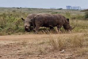 Nairobi National Park Half-Day Tour