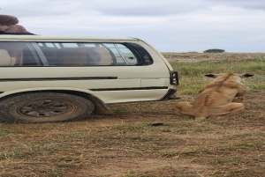 Nairobi National Park Half-Day Tour