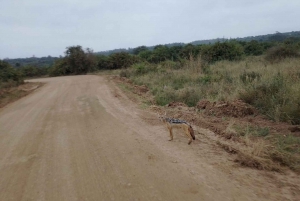 Nairobi National Park Half-Day Tour