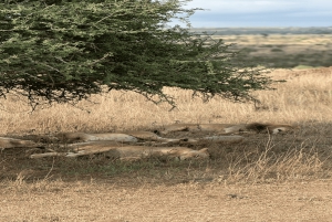 Nairobi National Park Half-Day Tour