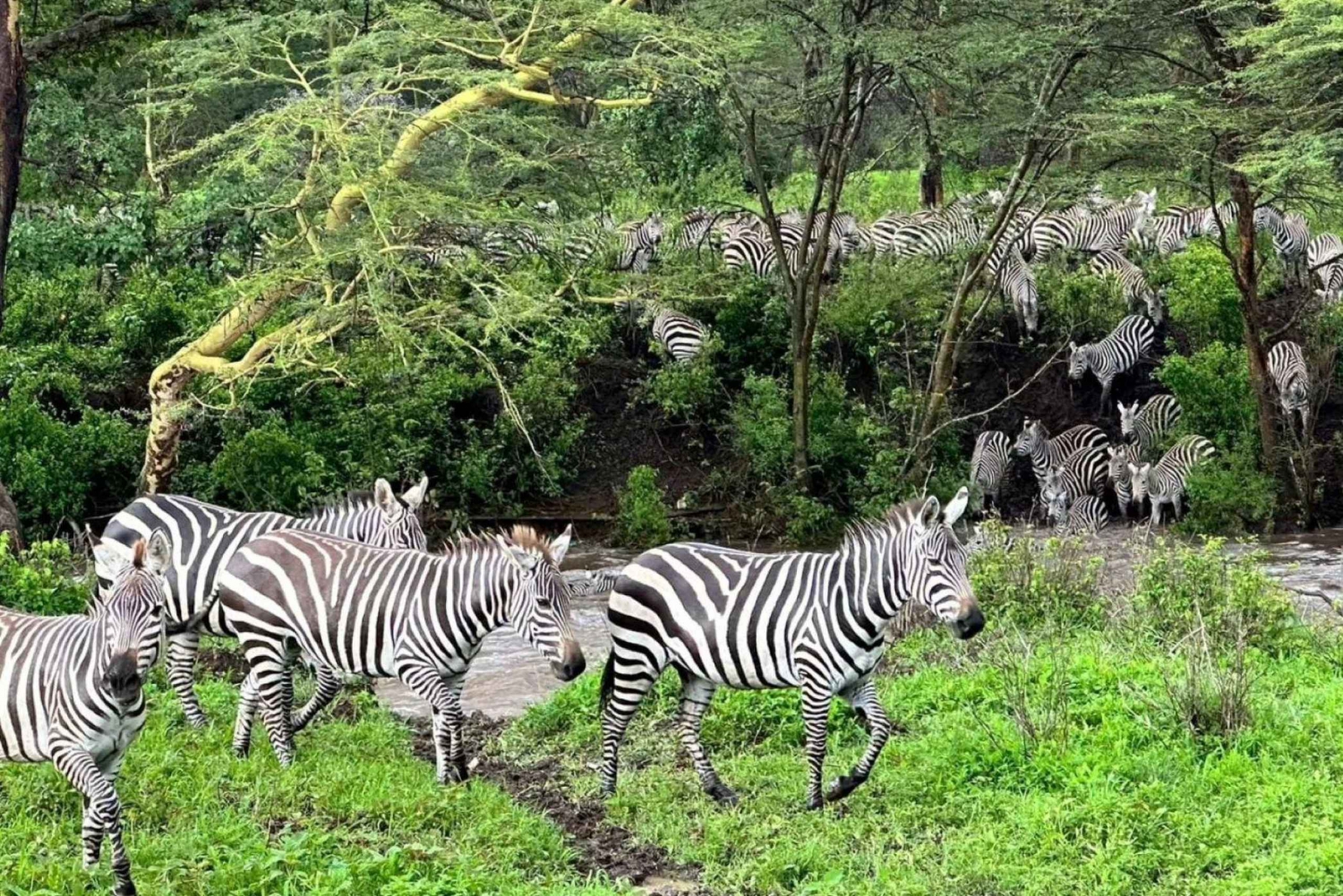 Nairobi National Park: with an open pop roof jeep