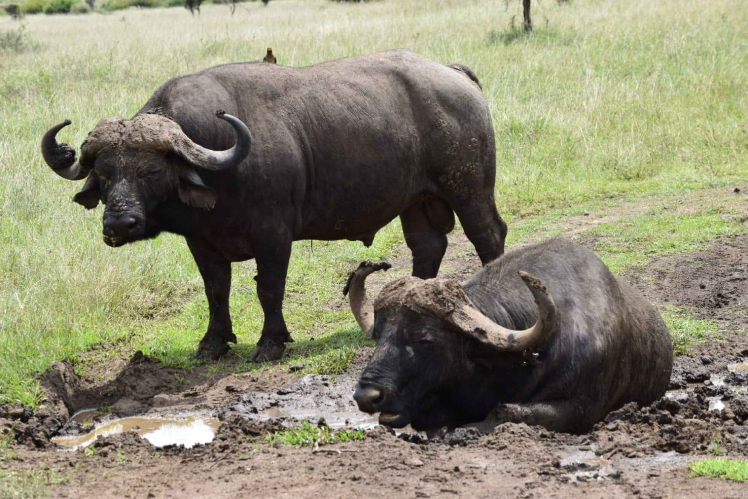 Nairobin kansallispuisto: avoimella peltikattoisella jeepillä