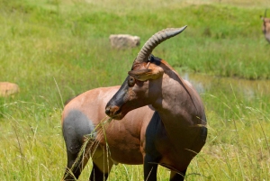 Nairobi National Park: with an open pop roof jeep