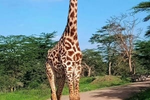Nairobi National Park: with an open pop roof jeep