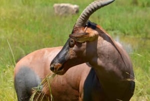 Nairobi National Park: with an open pop roof jeep