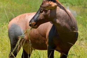 Nairobin kansallispuisto: avoimella peltikattoisella jeepillä