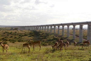 Nairobi National Park: Half Day Trip in a 4X4