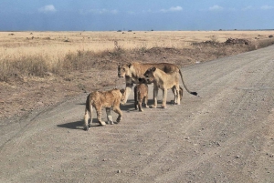 Nairobi NationalPark,Sheldrick Wildlife Trust&Giraffe Center