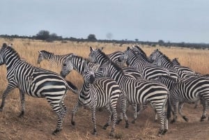 Nairobi NationalPark,Sheldrick Wildlife Trust&Giraffe Center