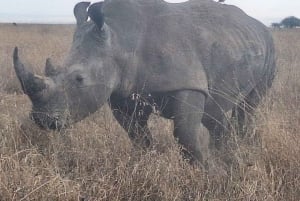 Nairobi NationalPark,Sheldrick Wildlife Trust&Giraffe Center