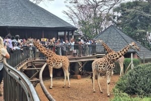 Nairobi NationalPark,Sheldrick Wildlife Trust&Giraffe Center