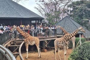 Nairobi NationalPark,Sheldrick Wildlife Trust&Giraffe Center
