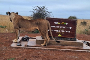 Nairobi NationalPark,Sheldrick Wildlife Trust&Giraffe Center