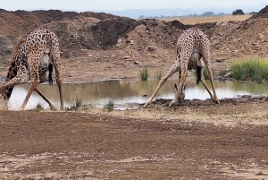 Nairobi NationalPark,Sheldrick Wildlife Trust&Giraffe Center