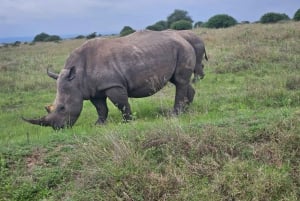 Nairobi NationalPark,Sheldrick Wildlife Trust&Giraffe Center