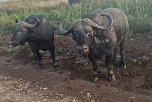 Nairobi NationalPark,Sheldrick Wildlife Trust&Giraffe Center