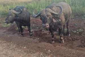 Nairobi NationalPark,Sheldrick Wildlife Trust&Giraffe Center