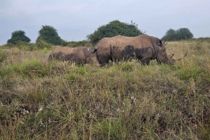 Nairobi NationalPark,Sheldrick Wildlife Trust&Giraffe Center