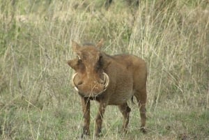 Nairobi : randonnée dans la forêt de Ngare Ndare et Canopy Walk