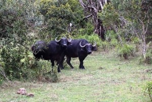 Nairobi : randonnée dans la forêt de Ngare Ndare et Canopy Walk