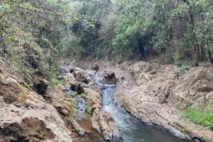 Nairobi : randonnée dans la forêt de Ngare Ndare et Canopy Walk