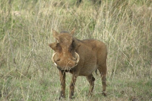 Найроби: Поход по лесу Нгаре Ндаре и Canopy Walk