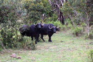 Найроби: Поход по лесу Нгаре Ндаре и Canopy Walk
