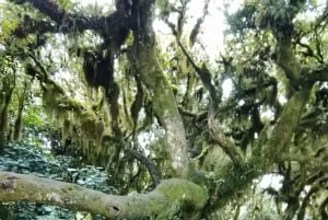 Nairobi: Caminhada guiada pelas colinas de Ngong com tirolesa opcional