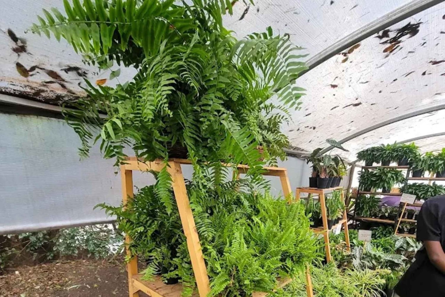 Nairobi: Ngong Road Flower Market Guided Tour