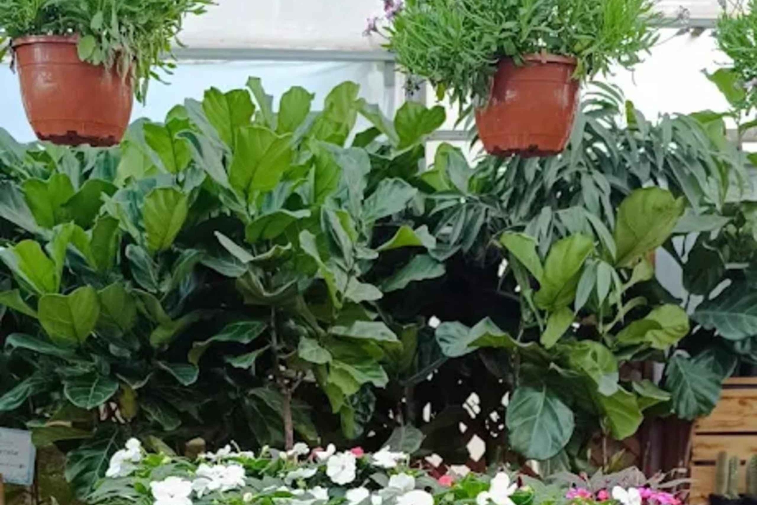 Nairobi: Ngong Road Flower Market Guided Tour