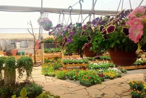 Nairobi: Ngong Road Flower Market Guided Tour