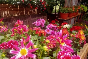 Nairobi: Ngong Road Flower Market Guided Tour