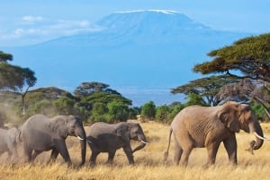 Nairobi: excursión de 1 día al parque nacional Ol Donyo Sabuk