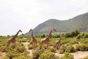 Nairobi: excursión de 1 día al parque nacional Ol Donyo Sabuk