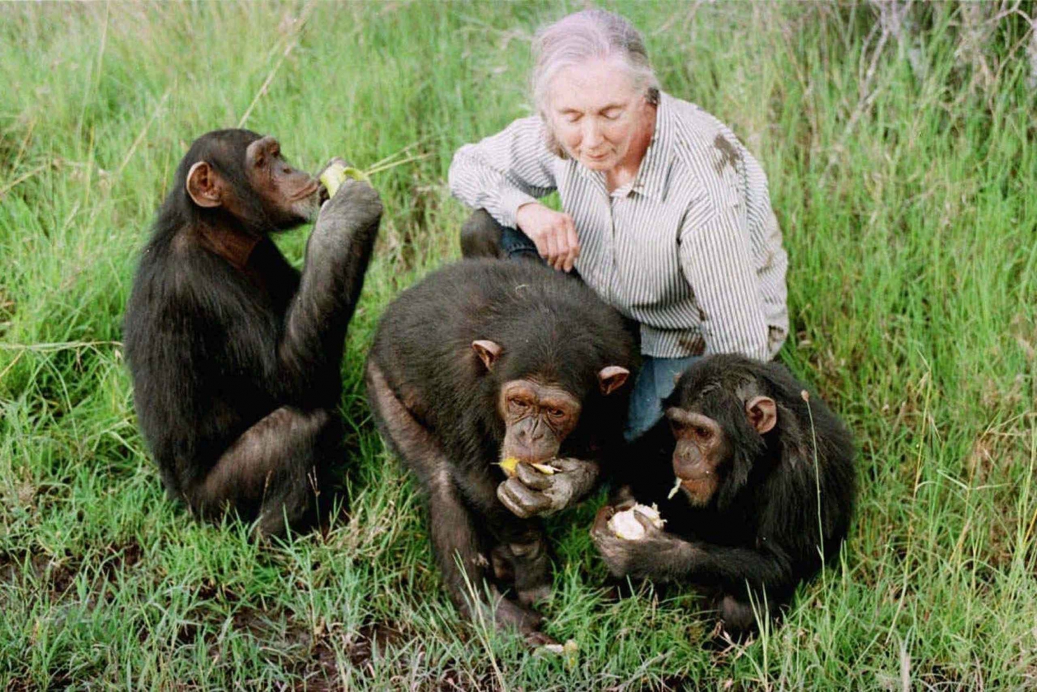 Nairobi: Ol Pejeta Conservancy and Chimpanzee Sanctuary Tour