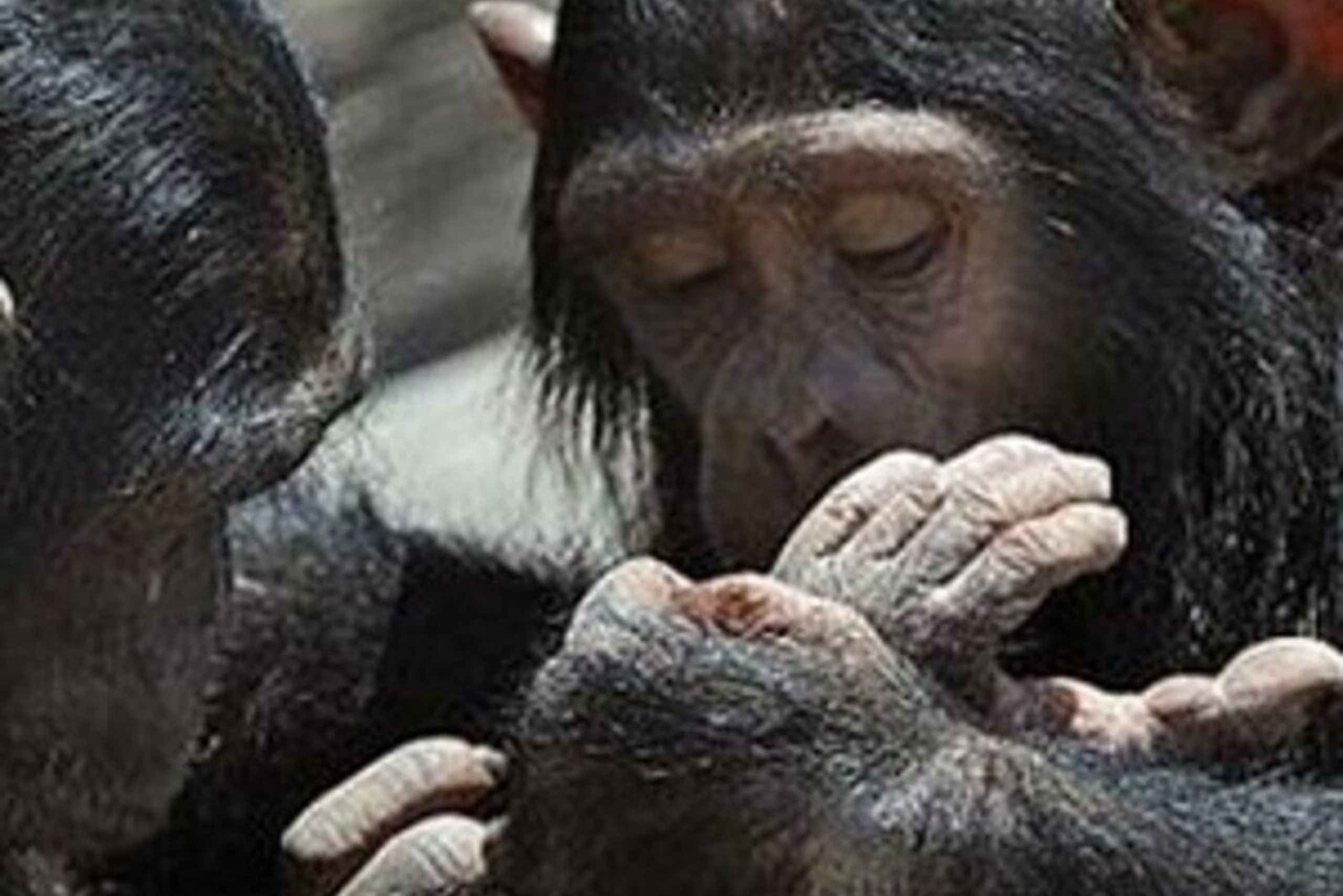 Nairobi: Ol Pejeta Conservancy dagstur med afhentning på hotellet