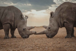 Найроби: однодневная поездка в заповедник Ol Pejeta с трансфером из отеля