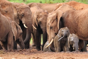 Найроби: однодневная поездка в заповедник Ol Pejeta с трансфером из отеля