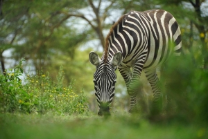 Nairobi: Ol Pejeta Conservancy dagstur med afhentning på hotellet