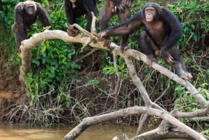 Nairobi: Jednodniowa wycieczka do Ol Pejeta z Nairobi