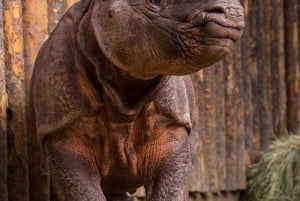 Nairobi: Jednodniowa wycieczka do Ol Pejeta z Nairobi