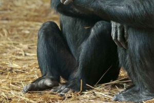 Nairobi: Jednodniowa wycieczka do Ol Pejeta z Nairobi