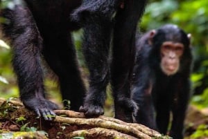Nairobi: Jednodniowa wycieczka do Ol Pejeta z Nairobi