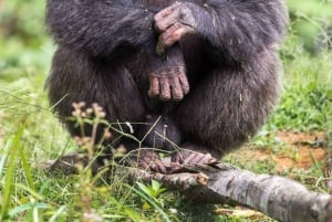 Nairobi: Jednodniowa wycieczka do Ol Pejeta z Nairobi