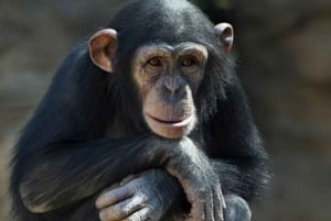 Nairobi: Jednodniowa wycieczka do Ol Pejeta z Nairobi