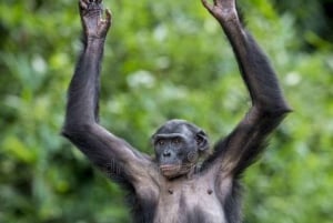 Nairobi: Jednodniowa wycieczka do Ol Pejeta z Nairobi