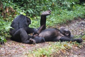 Nairobi: Jednodniowa wycieczka do Ol Pejeta z Nairobi