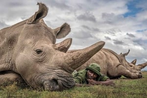 Nairobi: Jednodniowa wycieczka do Ol Pejeta z Nairobi