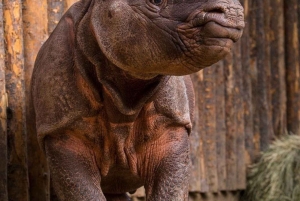 Nairobi: Ol Pejeta Tagestour ab Nairobi