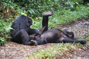 Nairobi: Ol Pejeta Tagestour ab Nairobi